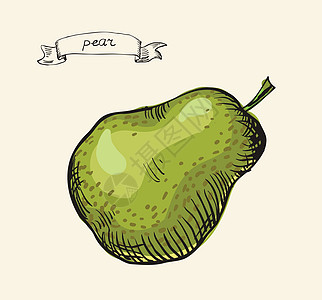 手画的梨子老式插图绘画线条手绘小吃水果食物饮食卡片花园午餐背景图片