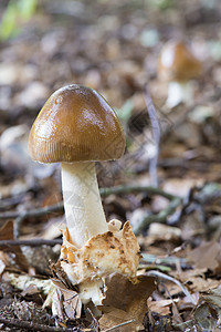 阿曼尼塔·富尔瓦蘑菇图片