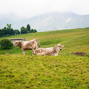 两意大利奶牛环境爬坡牧场草地家畜风景农田荒野天空旅行图片