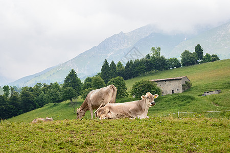 牛群在山上放牧农田旅行草地环境农场奶牛草原天空奶制品哺乳动物图片