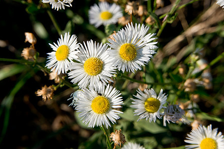 牛眼菊花植物环境草地草本植物乡村黄色野花叶子白色季节图片