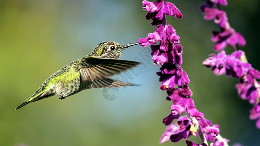 安娜的蜂鸟带着紫花飞翔花园翅膀红喉红宝石绿色男性鸟类女性红色野生动物图片