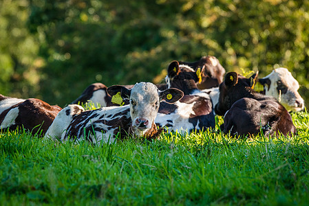 牛群躺在草地上图片