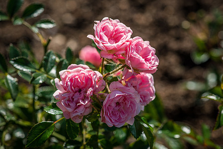 夏日花园的粉红花图片