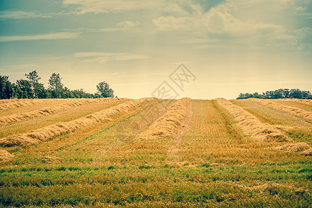 Hay在乡下田地上图片