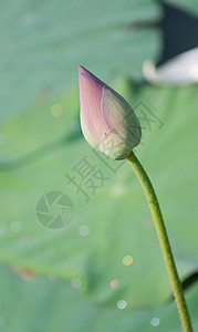 莲花和莲花植物核桃属旋转花瓣池塘植物群宗教植物学美德花园下雨背景图片