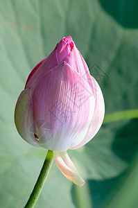 莲花和莲花植物下雨池塘美德静脉宗教花瓣旋转叶子热带花园图片