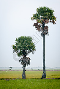越南南部稻田上的棕榈树 越南南部场地食物国家热带培育农民劳动风景植物农村图片