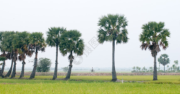 越南南部稻田上的棕榈树 越南南部季节培育工作风景高棉语种植园农场农村热带生长图片