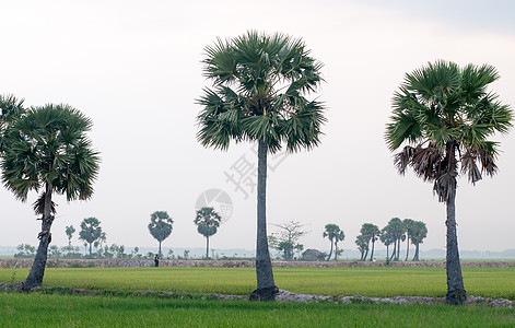 越南南部稻田上的棕榈树 越南南部培育农民风景季节帽子劳动食物种植园工作农场图片