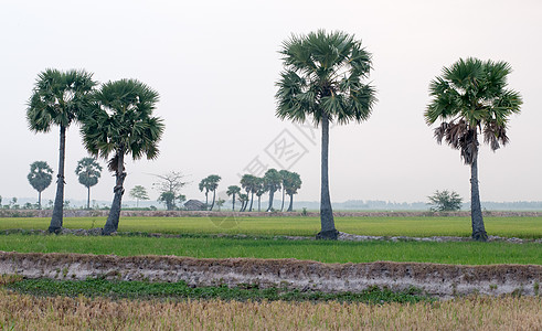 越南南部稻田上的棕榈树 越南南部植物国家帽子农民食物热带工作高棉语土地劳动图片