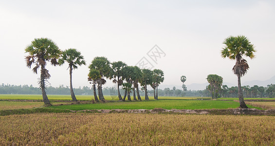 越南南部稻田上的棕榈树 越南南部风景场地季节帽子农民热带劳动高棉语食物种植园图片