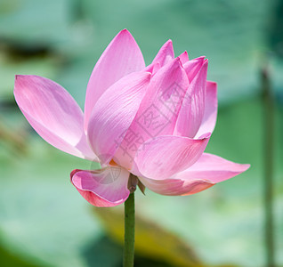 莲花和莲花植物池塘植物群花园旋转美德静脉热带叶子花瓣核桃属背景图片