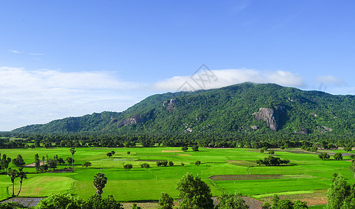 在越南南部的稻田中风景高棉语种植园帽子土地培育植物食物热带工作图片