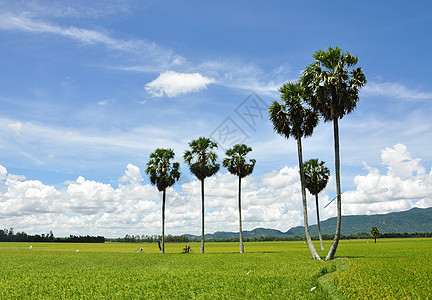 在越南南部的稻田中植物劳动季节生长工人工作高棉语国家热带农村图片