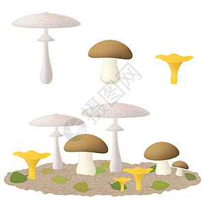 常见食用蘑菇类型图片