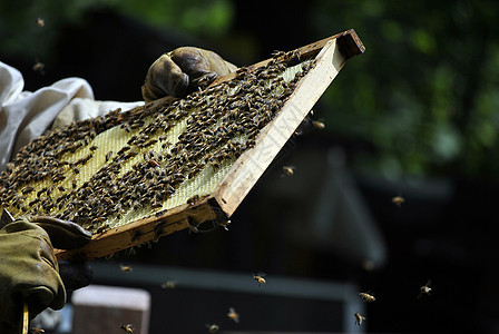 蜂蜜在蜂巢中阳光养蜂业场地动物生态养蜂人农场晴天蜜蜂房子图片