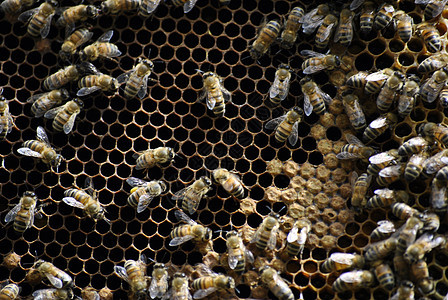 蜂蜜在蜂巢中蜂窝爱好殖民地农场团体盒子养蜂人蜂房蜜蜂蓝色图片