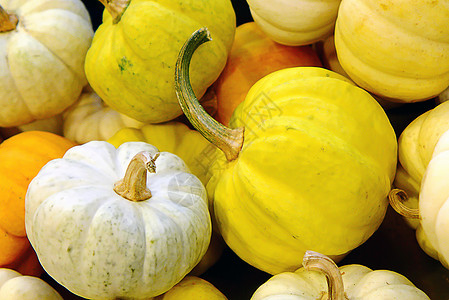 小棕 白和黄蓝季节性黄色营养南瓜纤维白色团体食物季节水果背景图片