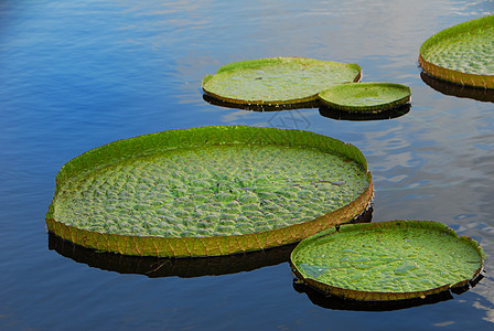 水百合利叶水生长花园圆形池塘睡莲叶子百合光盘背景