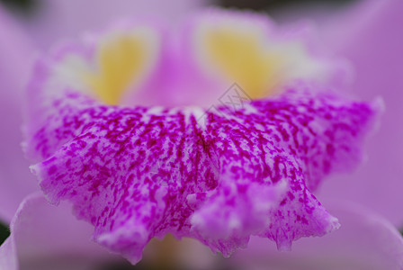 粉红色黄兰花花植物群园艺花园黄色兰花图片