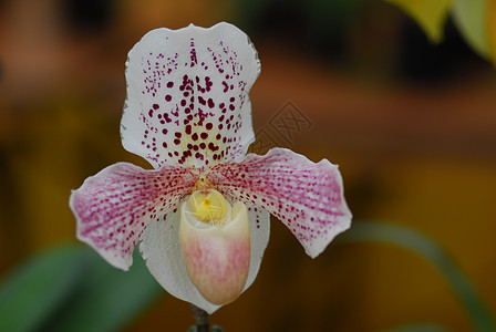 粉红白兰花花园艺花园植物群白色粉色兰花图片