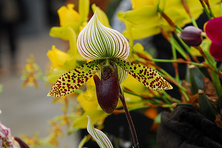 青绿色白兰花花花花园白色植物群绿色园艺图片