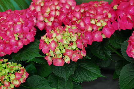 粉色花朵花园园艺生长绣球花植物群图片