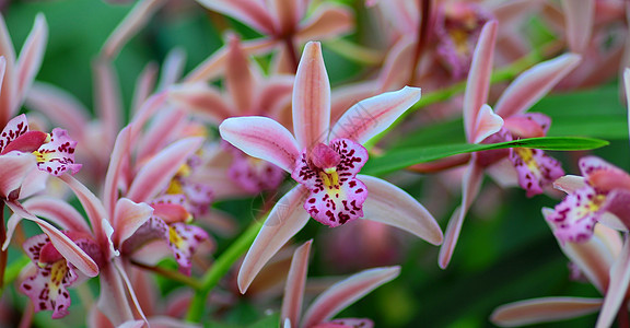 粉红白兰花花园艺白色植物群兰花花园图片