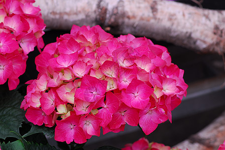 粉色花朵生长花园绣球花植物群园艺图片