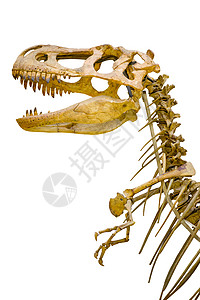 白灰原上的暴龙雷克斯骨骼的碎片图片
