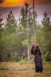 棕熊站立图片