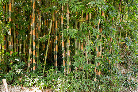 许多早期竹树的细细图片