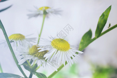 药用紧闭卡莫米里季节风景雏菊植物花朵洋甘菊叶子生长花园牧场图片