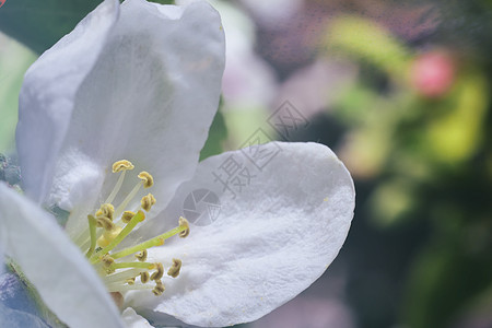 苹果花绿色宏观瘟疫时期花园生物学果树花期叶子花瓣图片