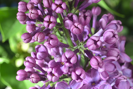 乳芽芽绿色宏观花期紫色叶子花瓣花园时期瘟疫生物学图片
