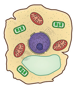 植物细胞结构 细胞解剖的矢量说明图片