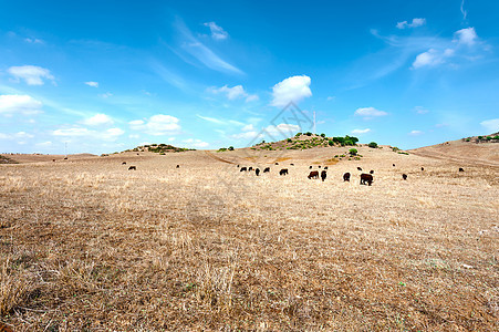 奶牛山脉农田阳光季节阴影植物农场种植园农业动物图片