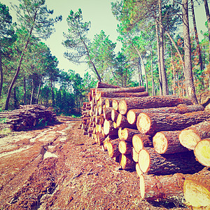 森林樵夫记录器柴堆针叶木工材料光束蓝色树干生态图片