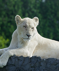 无聊的白狮子图片