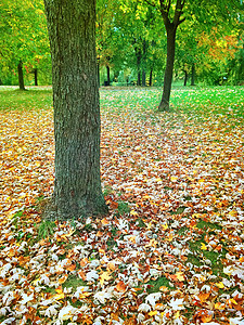 秋天公园 林木图片