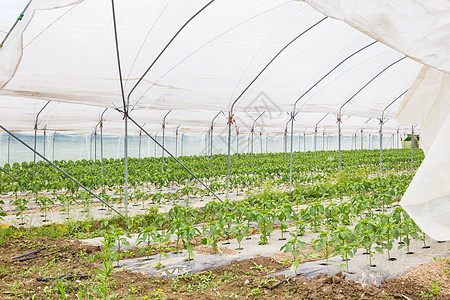 温室里生长的生物西红柿文化培育叶子园艺种植园农村土地栽培幼苗辣椒图片