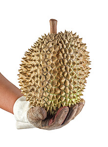 棕色Durian拿着皮手套 白色被孤立图片
