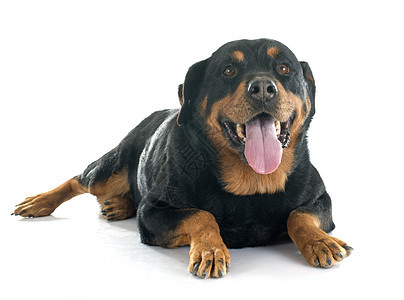 罗威纳犬工作室宠物成人女性纳犬黑色动物图片