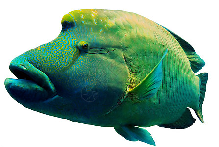 红海拿破仑鱼特写肖像水族馆海洋生活唇形科海绵荒野珊瑚钓鱼蓝色潜水图片