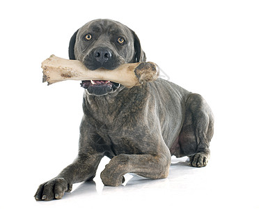 意大利尖牙和骨头宠物獒犬玩具工作室动物成人灰色男性图片