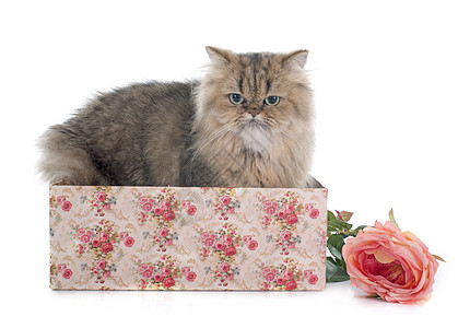 百日猫小猫工作室动物盒子棕色工艺猫科宠物背景图片