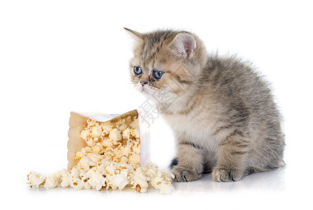 百塞小猫猫科动物食物工作室宠物小吃爆米花棕色背景图片