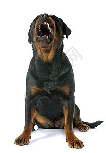 罗威纳犬女性成人牙齿黑色愤怒动物宠物工作室图片