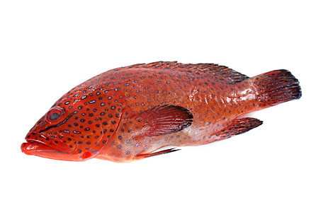 珊瑚尾鱼食物动物红色海鲜工作室背景图片